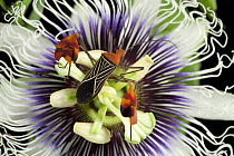 Flag-footed Bug (Anisocelis flavolineata) on passion flower, Barro Colorado Island, Panama