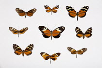 Left to right, from top: Nymphalid Butterfly (Mechanitis sp), Orange-spotted Tiger Clearwing (Mechanitis polymnia), Nymphalid Butterfly (Hyposcada sp), Tiger Heliconian (Heliconius ismenius), Nymphali...