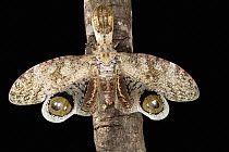 Lantern Bug (Fulgora laternaria) with false eye spots on its wings, Barro Colorado Island, Panama