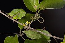 Katydid (Mimetica sp) mimicking leaf with small patches of fungus damage, Barro Colorado Island, Panama