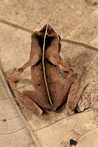 Toad (Bufo acutirostris), Barro Colorado Island, Panama
