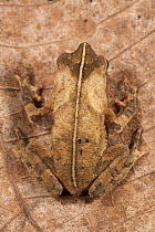 Toad (Bufo acutirostris) camouflaged on leaf, Barro Colorado Island, Panama