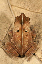 Toad (Bufo acutirostris) camouflages as a leaf, Barro Colorado Island, Panama