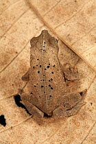 Toad (Bufo acutirostris), Barro Colorado Island, Panama