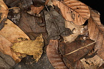 Toad (Bufo acutirostris) trio camouflaged in leaf litter, Barro Colorado Island, Panama