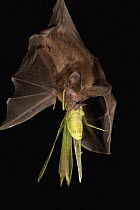 Common Big-eared Bat (Micronycteris microtis) with Katydid prey, Barro Colorado Island, Panama