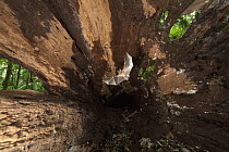 Common Big-eared Bat (Micronycteris microtis) flying in hollow tree, Barro Colorado Island, Panama