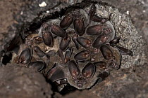 White-throated Round-eared Bat (Tonatia silvicola) males carve big cavities in arboreal termite nests to make their roosts in which they then invite a number of females to join, Barro Colorado Island,...