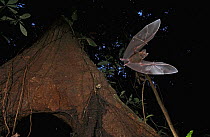 Fringe-lipped Bat (Trachops cirrhosus) leaving roost, Barro Colorado Island, Panama