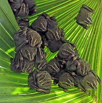 Peters' Tent-making Bat (Uroderma bilobatum) group roosting under large leaf after making incisions causing leaf to bend and form tent, Barro Colorado Island, Panama