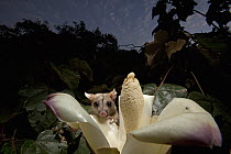 Central American Woolly Opossum (Caluromys derbianus) feeding on flower nectar, Barro Colorado Island, Panama