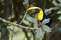 Choco Toucan (Ramphastos brevis) calling, Mindo Cloud Forest, Ecuador
