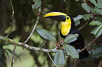 Choco Toucan (Ramphastos brevis), Mindo Cloud Forest, Ecuador