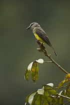 Tropical Kingbird (Tyrannus melancholicus) in cloud forest on western slope of Andes, Ecuador
