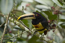 Pale-mandibled Aracari (Pteroglossus erythropygius) in fruiting fig tree, Mindo Cloud Forest, Ecuador