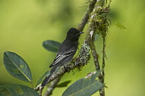 Black Phoebe (Sayornis nigricans) perching on mossy branch, Mindo Cloud Forest, Ecuador