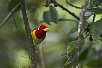 Red-headed Barbet (Eubucco bourcierii) male, Mindo Cloud Forest, Ecuador