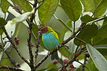 Bay-headed Tanager (Tangara gyrola), Mindo Cloud Forest, Ecuador