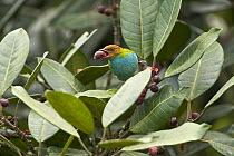 Bay-headed Tanager (Tangara gyrola) feeding on fruit, Mindo Cloud Forest, Ecuador