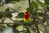 Red-headed Barbet (Eubucco bourcierii) male, Mindo Cloud Forest, Ecuador