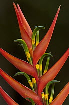 Heliconia (Heliconia sp) bracts and flowers, Intag Valley, northwest Ecuador