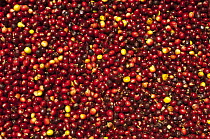 Coffee (Coffea arabica) mature beans, Intag Valley, northwest Ecuador