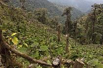 Naranjilla (Solanum quitoense) crop growing amid clear-cut forest, Intag Valley, northwest Ecuador