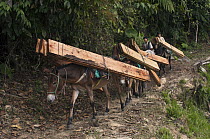Wood carried out of forest by mule, Intag Valley, northwest Ecuador