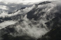 Cloud forest in fog, Intag Valley, northwest Ecuador