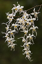 Orchid of unknown species, Intag Valley, northwest Ecuador