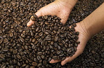 Coffee (Coffea arabica) roasted beans in Coffee Producers Association, Intag Valley, northwest Ecuador