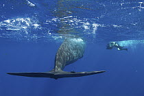 Sperm Whale (Physeter macrocephalus) with diver, Caribbean Sea, Dominica