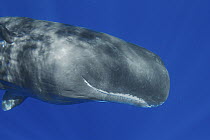 Sperm Whale (Physeter macrocephalus) head showing eye, Caribbean Sea, Dominica