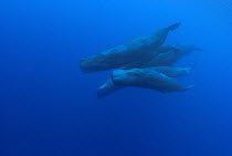 Sperm Whale (Physeter macrocephalus) pod swimming in close formation, Caribbean Sea, Dominica