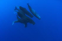 Sperm Whale (Physeter macrocephalus) pod swimming in close formation, Caribbean Sea, Dominica