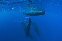 Sperm Whale (Physeter macrocephalus) group, Caribbean Sea, Dominica