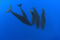 Sperm Whale (Physeter macrocephalus) group underwater, Caribbean Sea, Dominica