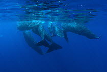Sperm Whale (Physeter macrocephalus) group of eight in close formation, Caribbean Sea, Dominica