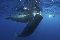 Sperm Whale (Physeter macrocephalus) pair with diver, Caribbean Sea, Dominica