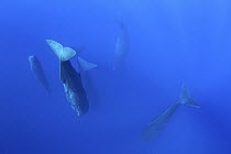Sperm Whale (Physeter macrocephalus) group of six floating vertically, Caribbean Sea, Dominica