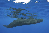 Sperm Whale (Physeter macrocephalus) pair, Caribbean Sea, Dominica
