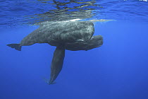 Sperm Whale (Physeter macrocephalus) trio, Caribbean Sea, Dominica