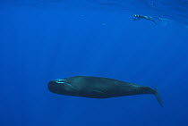 Sperm Whale (Physeter macrocephalus) with diver, Caribbean Sea, Dominica