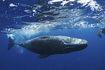 Sperm Whale (Physeter macrocephalus) underside showing jaw, Caribbean Sea, Dominica