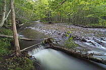 Stream in Grand Anse Valley protected area, Cape Breton Highlands National Park, Nova Scotia, Canada