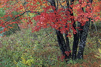 Red Maple (Acer rubrum) in autumn foliage, Annapolis Valley, Nova Scotia, Canada