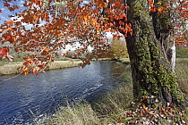 Red Maple (Acer rubrum) in autumn foliage reflected in Mersey River, Kejimkujik National Park, Nova Scotia, Canada