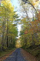 Road in autumn foliage, Kejimkujik National Park, Nova Scotia, Canada