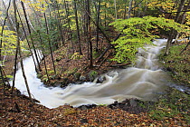 Rushing brook during fall rainstorm, Nova Scotia, Canada