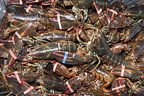 American Lobster (Homarus americanus) harvested group in crate, Gulf of Maine, Bay of Fundy, Canada
